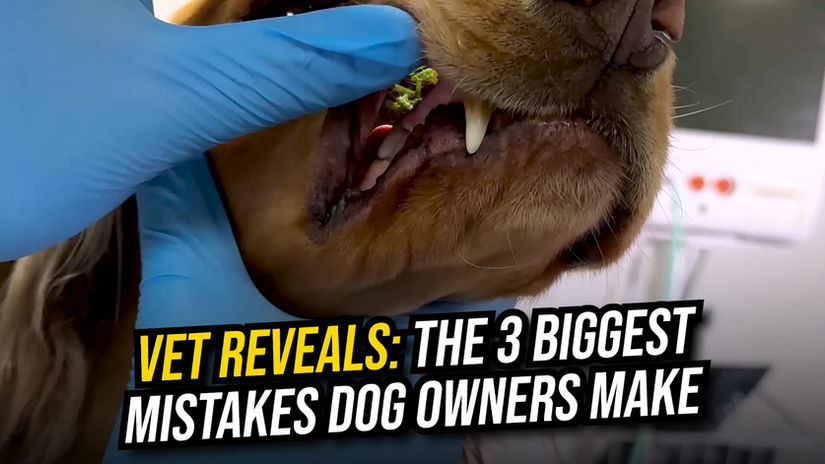 3 BIGGEST MISTAKES DOG OWNERS MAKE